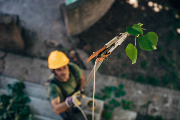 How Our Tree Care Process Works  in  Italy, TX